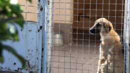 Barınakta ‘öldü’ denilen köpeğin uyuduğu ortaya çıktı: ‘Aşağılıkça!’