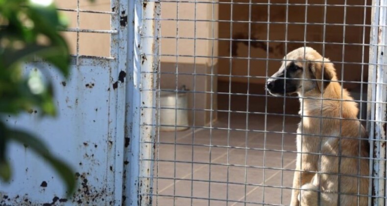 Barınakta ‘öldü’ denilen köpeğin uyuduğu ortaya çıktı: ‘Aşağılıkça!’