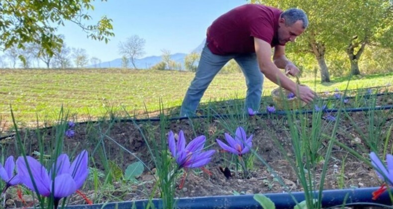 Bir köyün hayatını değişti! Dünyanın en pahalı baharatı…