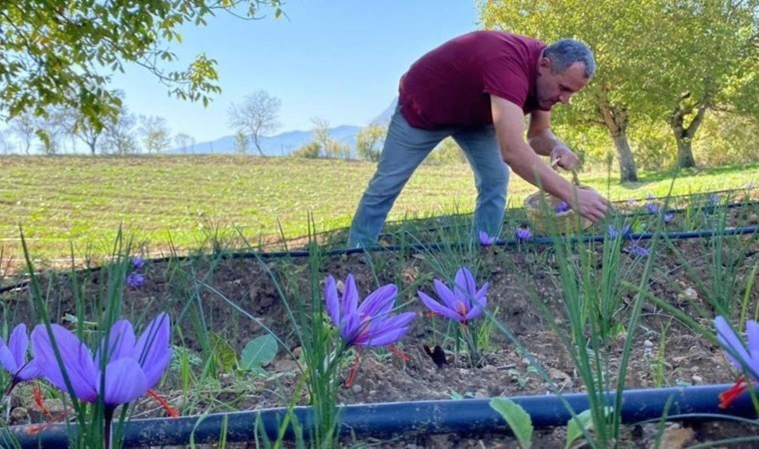 Bir köyün hayatını değişti! Dünyanın en pahalı baharatı…