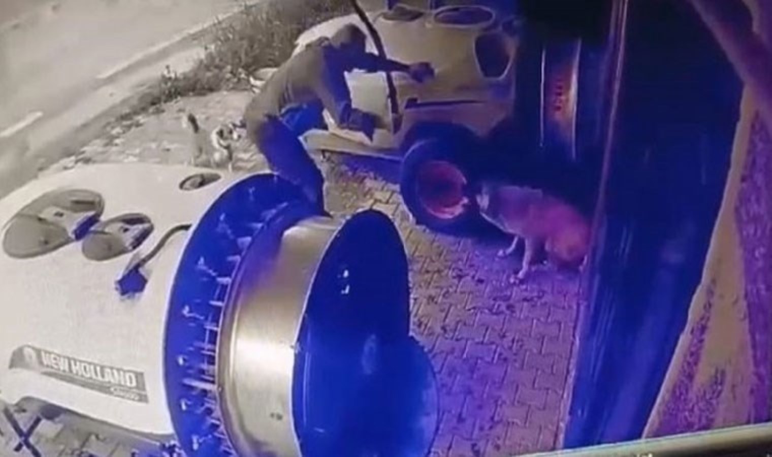 Bursa’da hayvan vahşeti! ‘Tavuğunu yedi’ bahanesiyle sokak köpeğini sopayla katletti