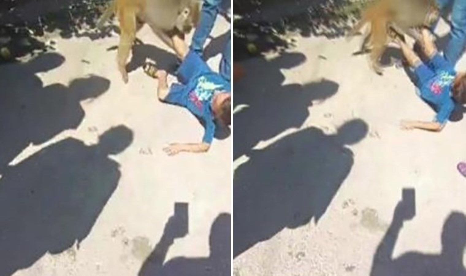 Çocuğu ısıran maymunun sahibine 41 bin 817 lira para cezası