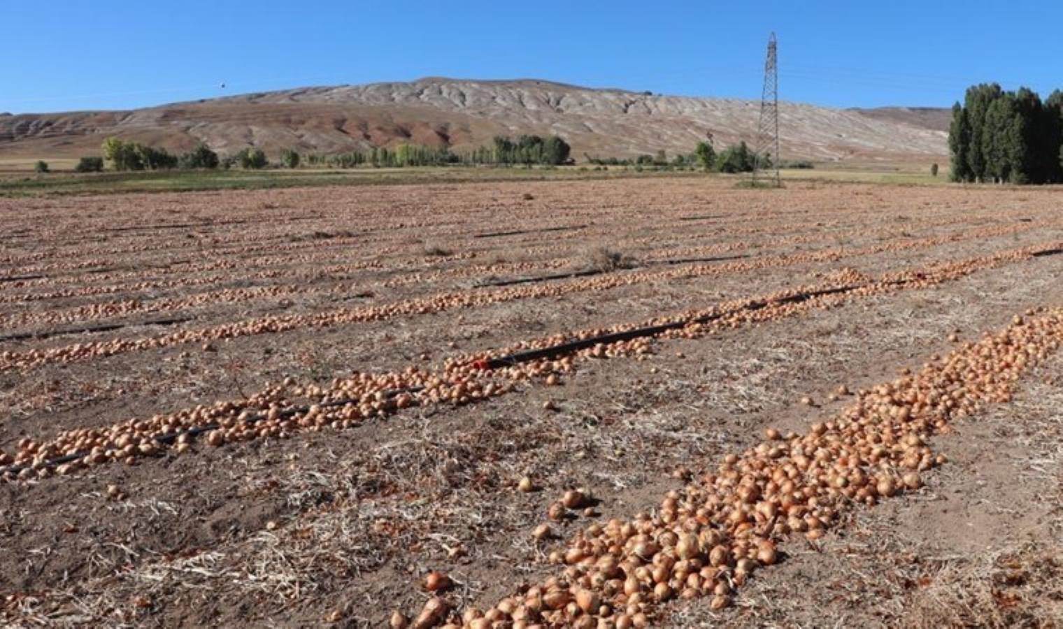 Çorum moru Dubai yolcusu! Rekolte çok iyi…