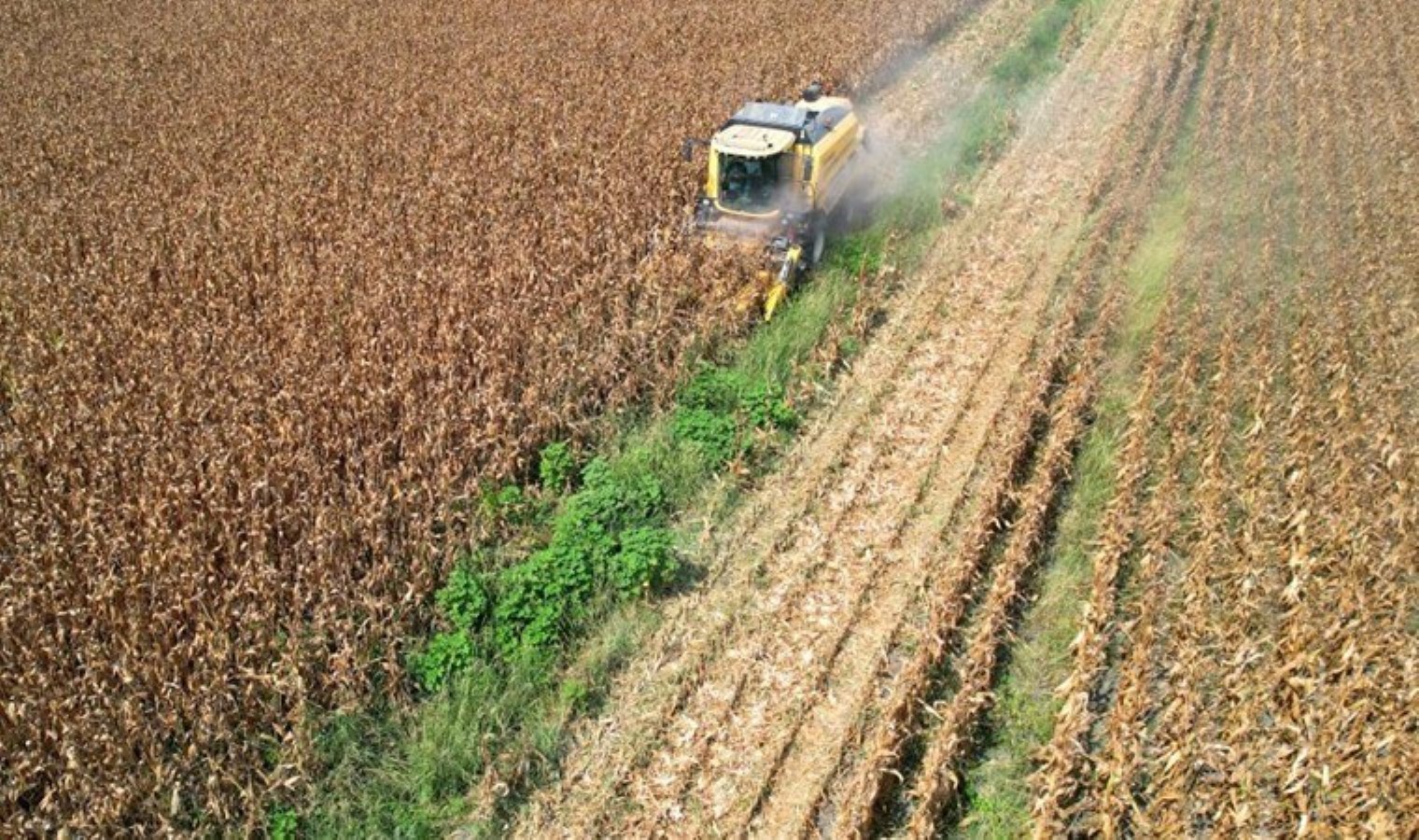 Çukurova’da aşırı sıcaklar ürünleri yaktı! Yüzde 30 verim kaybı yaşandı…