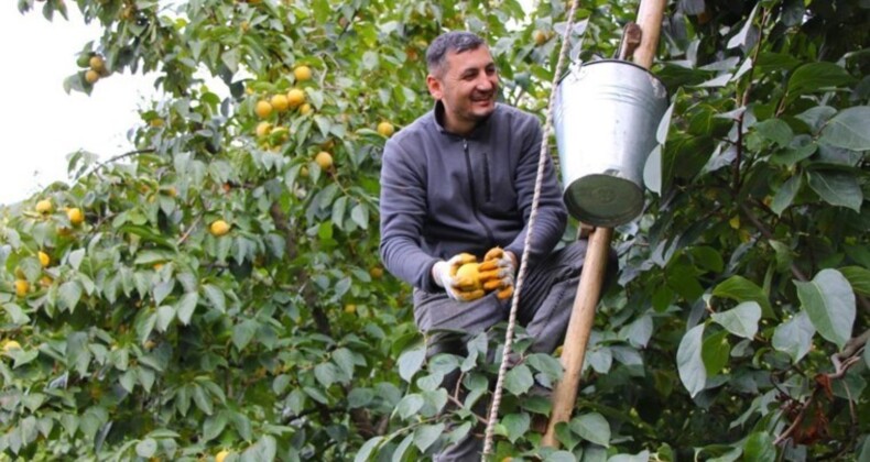 Dalında 10 TL, kurutulunca 250 TL’ye satılıyor! Köylünün en çok para kazandığı meyve…