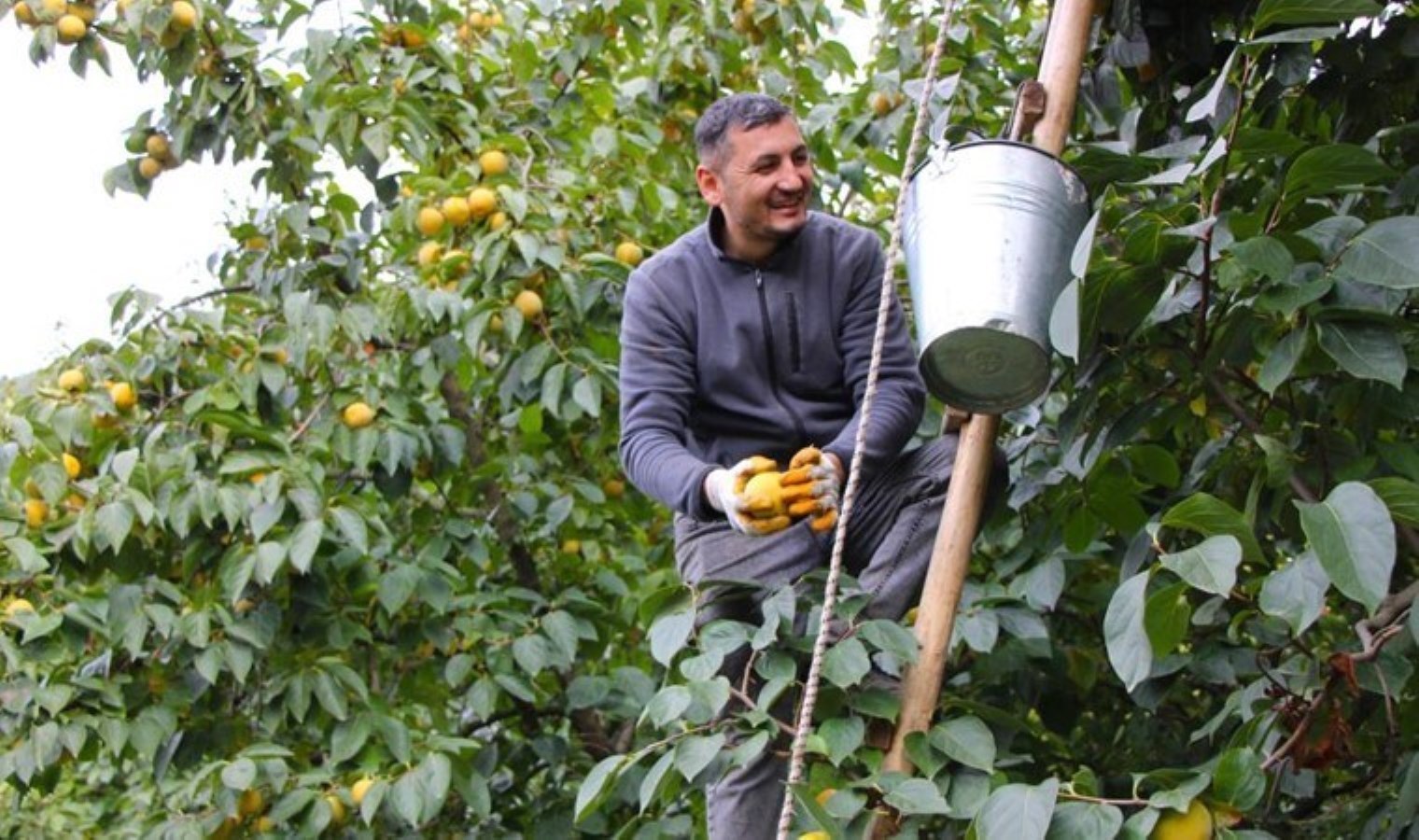 Dalında 10 TL, kurutulunca 250 TL’ye satılıyor! Köylünün en çok para kazandığı meyve…