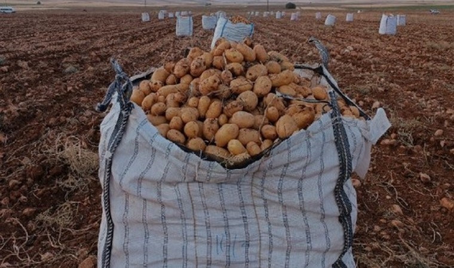 Darende’de hasat başladı: Bin 300 rakımlı ovada yetişiyor