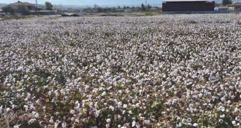 Denizli’de beyaz altın hasadı başladı! 12 bin hektar alanda ekildi…