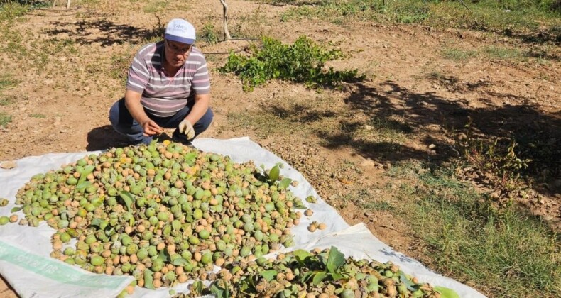 Denizli’nin Çameli ilçesinde ceviz hasadı başladı