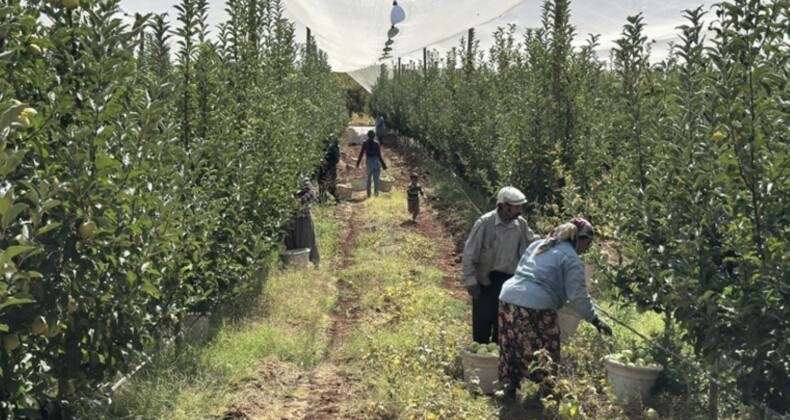 Doğanşehir’de hasat başladı: Tarlada 10, markette 40 TL