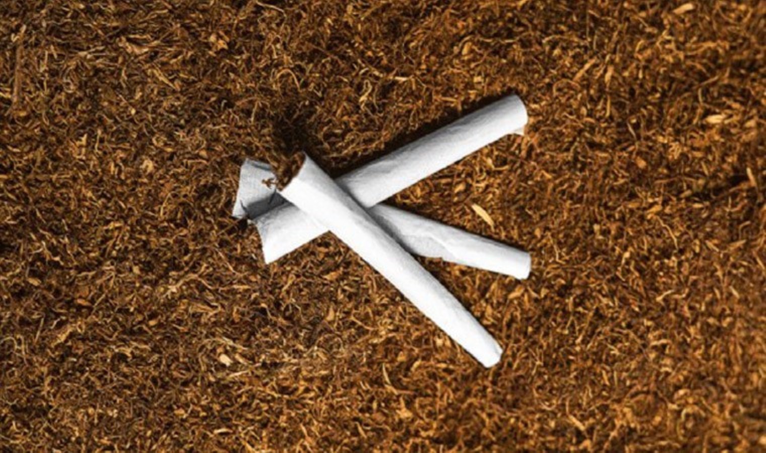 Dolandırıcıların yeni tuzağı: ‘Evde tütün sarma’ ilanları