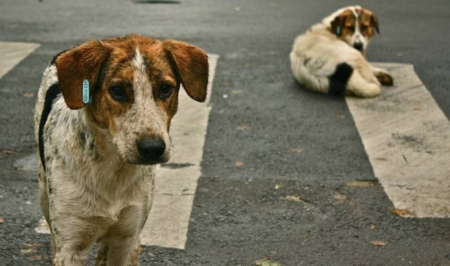 Dünya Hayvanları Koruma Günü ne zaman? Dünya Hayvanları Koruma Günü nasıl ilan edildi? Dünya Hayvanları Koruma Günü tarihçesi…