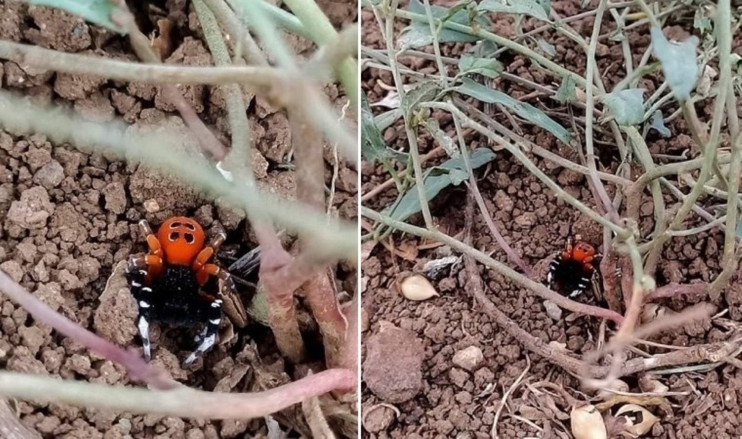 Elazığ’da zehirli tür ‘Uğur Böceği Örümceği’ görüldü