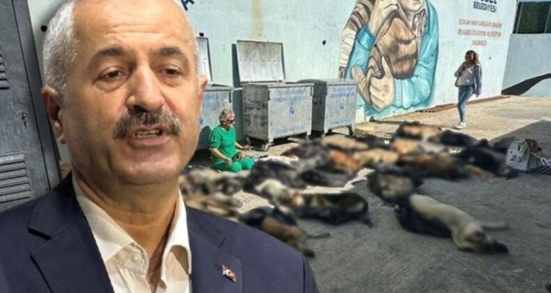 Gebze’deki hayvan katliamı: AKP’li belediye başkanı ve bakımevi müdürü hakkında suç duyurusunda bulunuldu