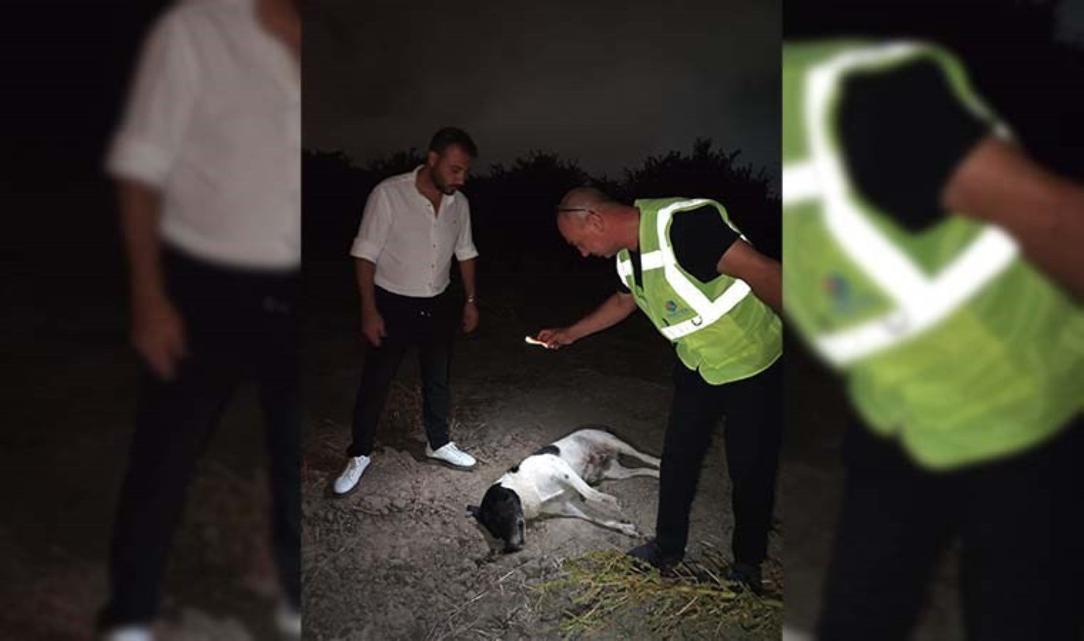 Hatay’da 11 köpek ölü bulundu
