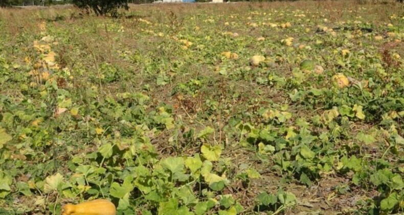 Isparta’da hasat başladı: Rekolte yarı yarıya azaldı