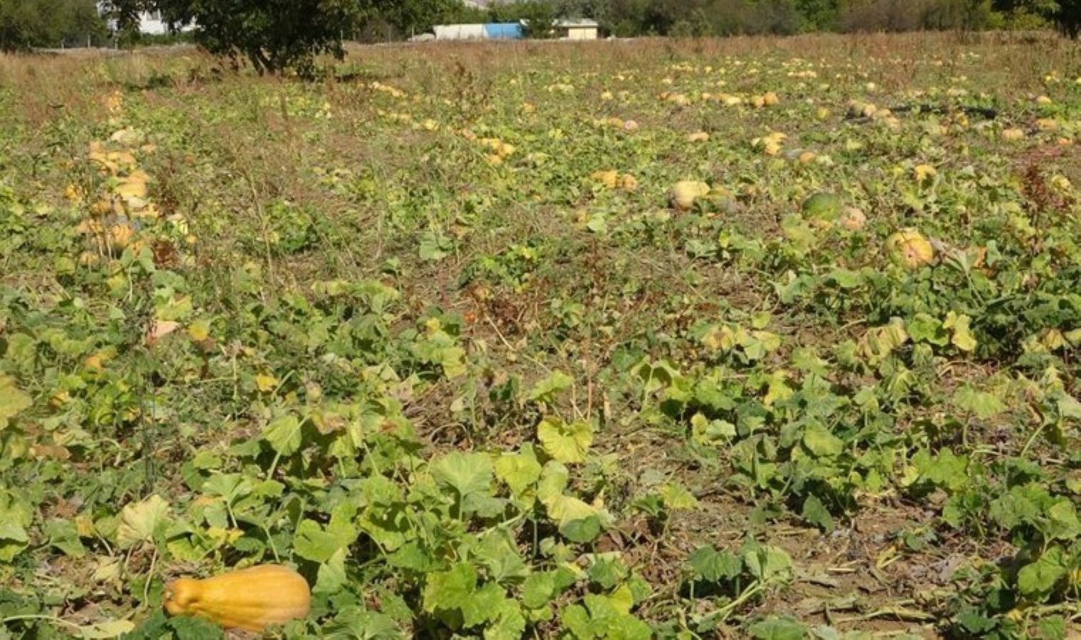 Isparta’da hasat başladı: Rekolte yarı yarıya azaldı