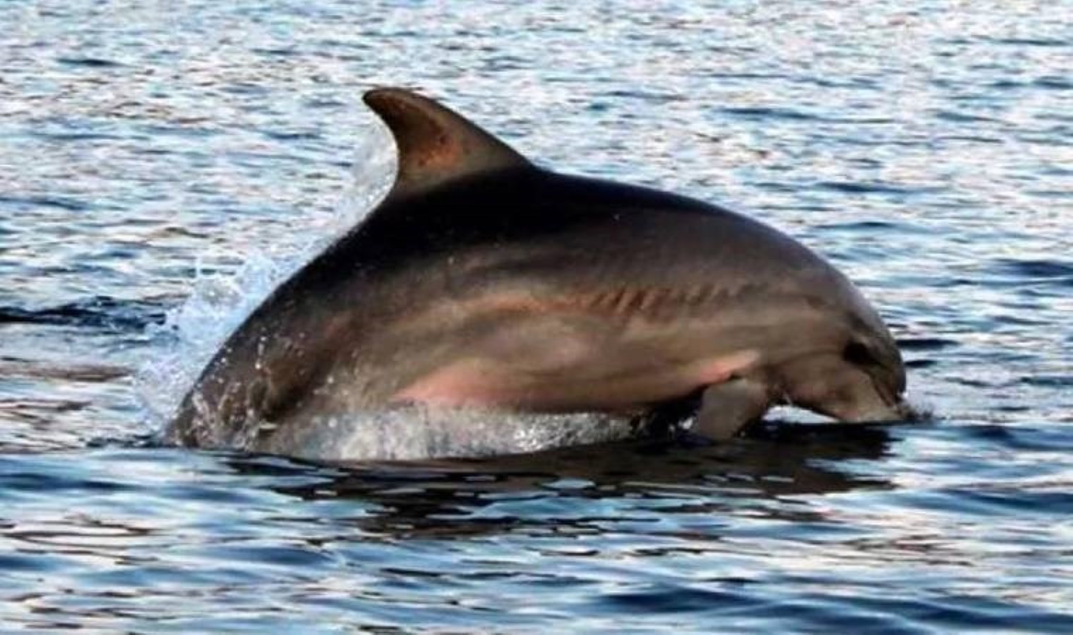 İstanbul Boğazı’nın simgesi olan afalinalar açlıktan zayıfladı