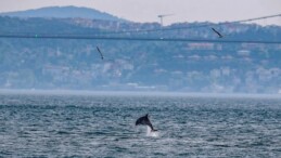 İstanbul Boğazı’nın yunusları açlıktan zayıfladı: ‘Strese girmiş olabilirler’