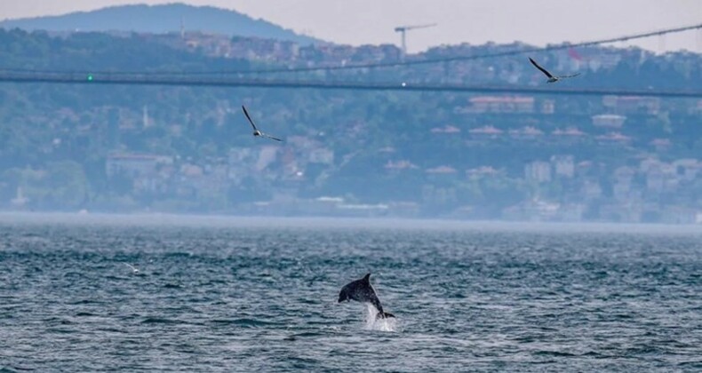 İstanbul Boğazı’nın yunusları açlıktan zayıfladı: ‘Strese girmiş olabilirler’