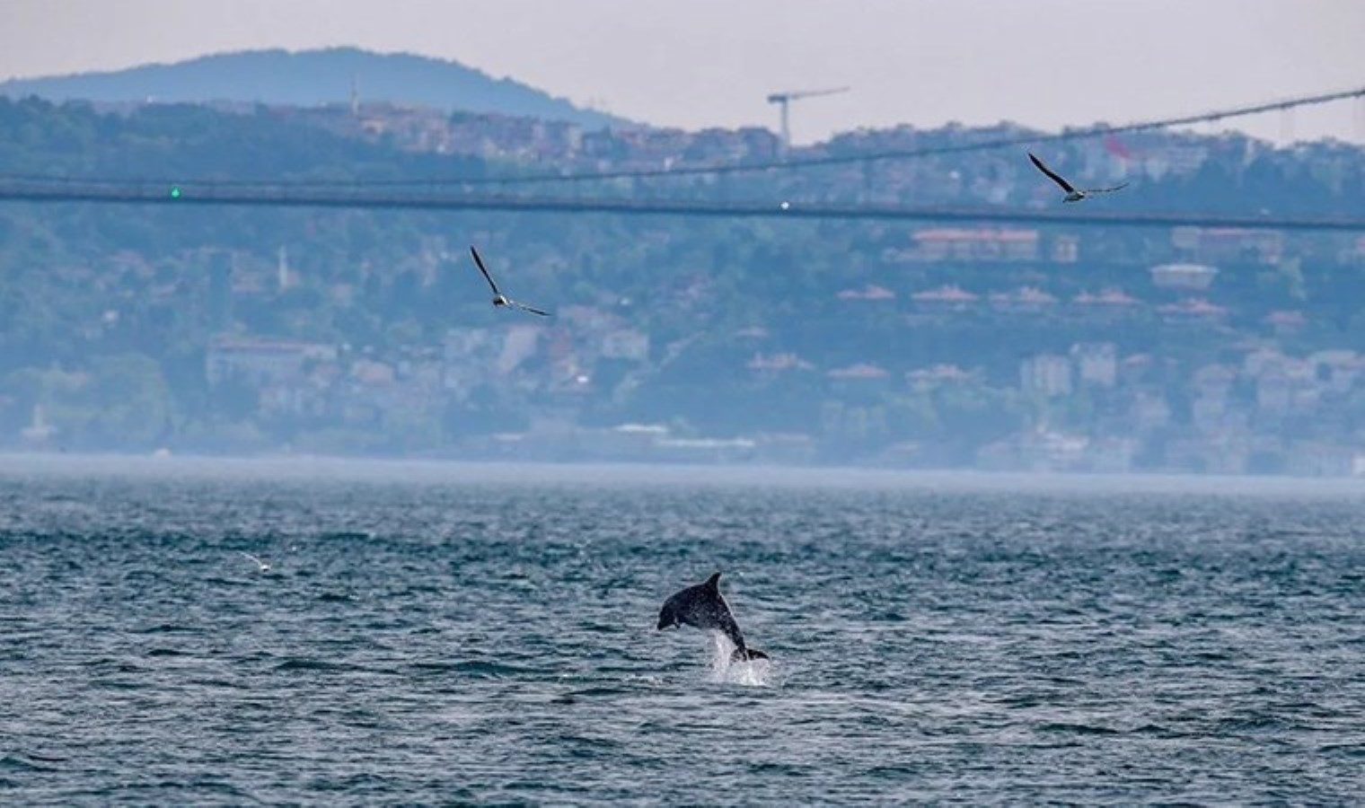 İstanbul Boğazı’nın yunusları açlıktan zayıfladı: ‘Strese girmiş olabilirler’