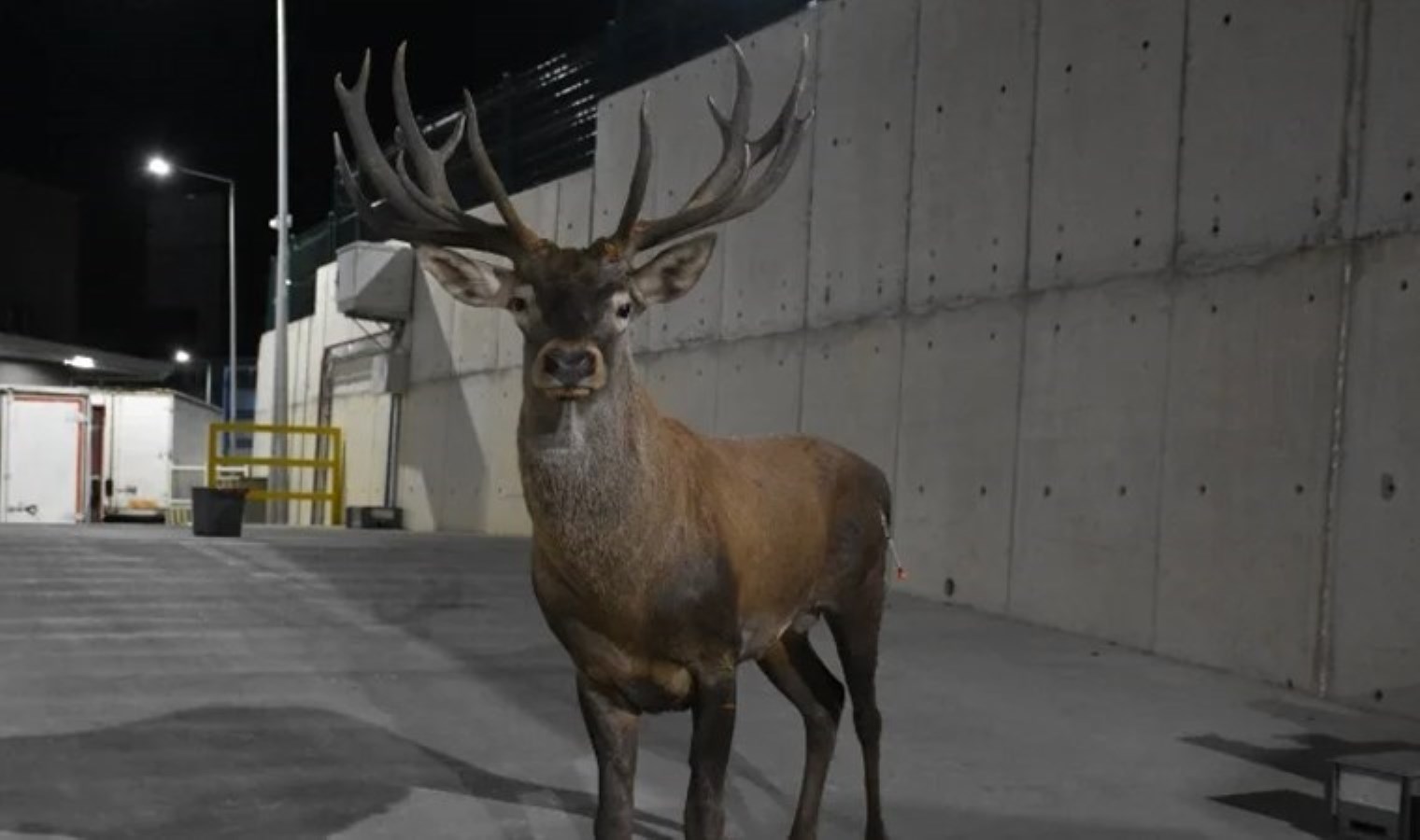 İzmir’de fabrika bahçesinde bulunan yaralı geyiğin ateşli silahla vurulduğu belirlendi
