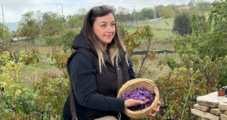 Karabük, Safranbolu’da safranın kilosu 320 bin lira