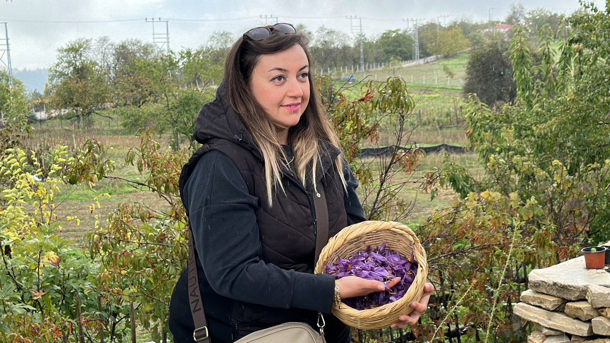 Karabük, Safranbolu’da safranın kilosu 320 bin lira