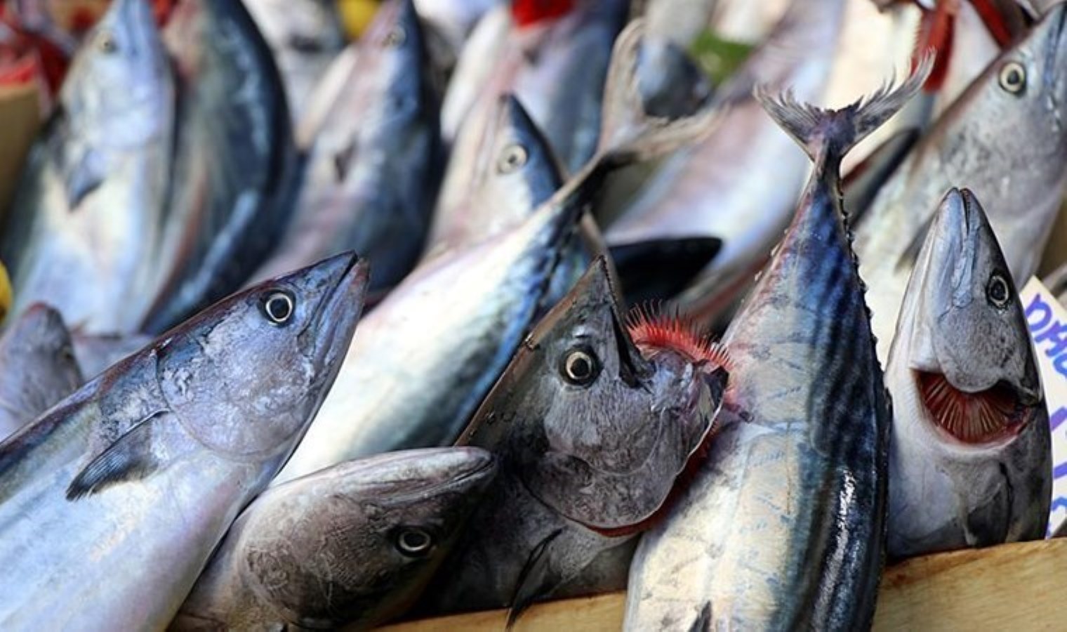 Karadeniz’de palamut avı devam ediyor: Palamut fiyatları 100 liranın da altına indi…