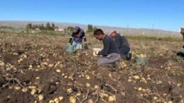 Kars’ta kışın habercisi hasat başladı: Çuvallar doldu taştı