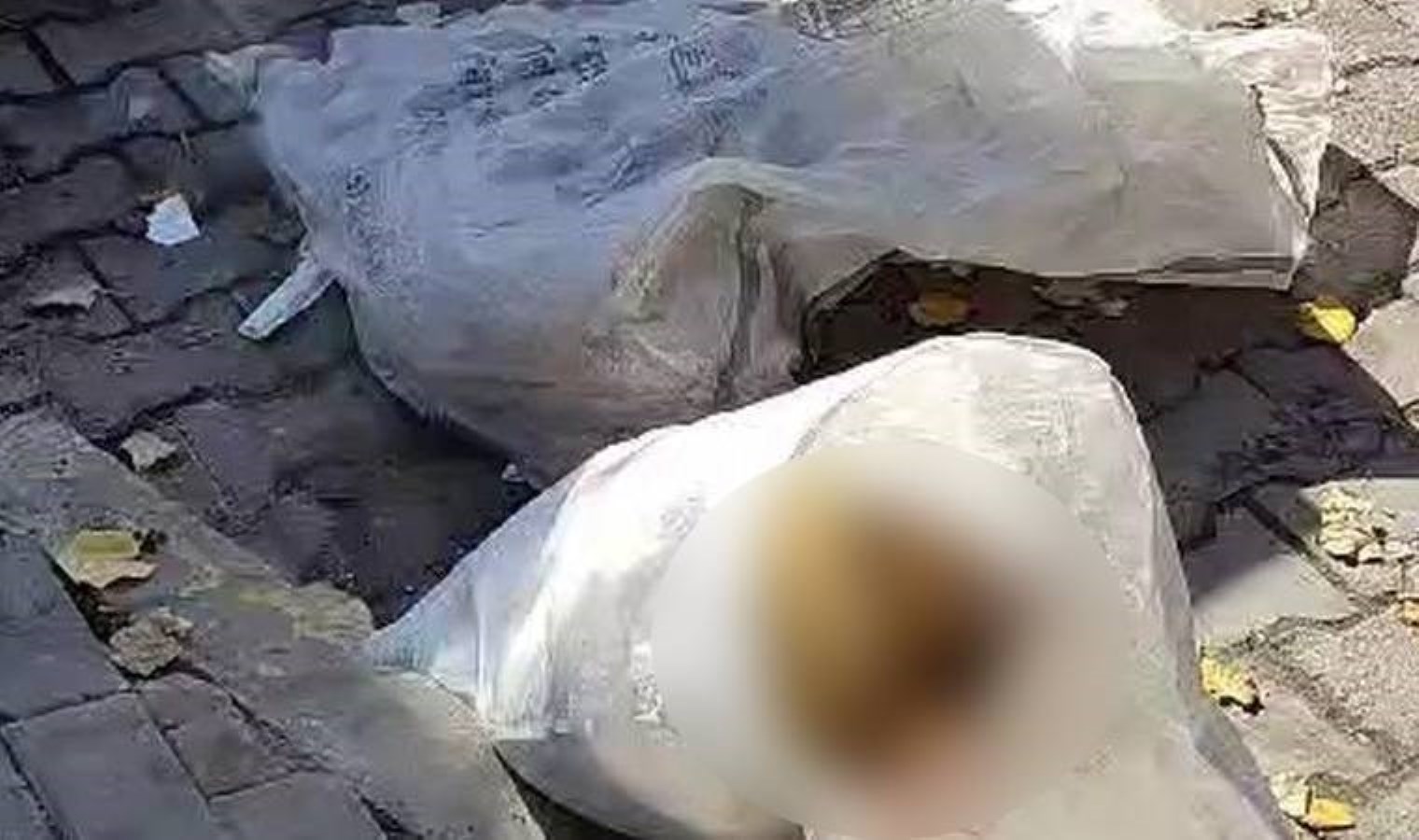 ‘Katliam yasası’ sokağa indi! Yavru köpekler çuvalın içine konularak öldürüldü