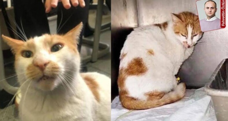 Kedi Faruk davasında mütalaa açıklandı: Sanığın 3 yıla kadar hapsi istendi