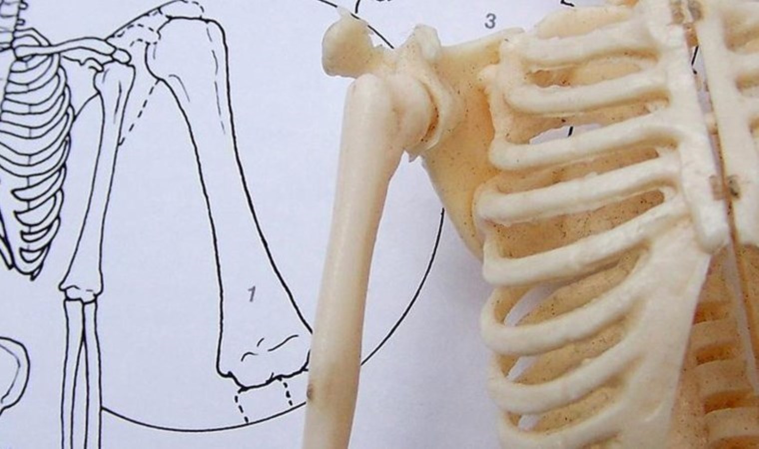 Kemik erimesi riskini azaltıyor, kemiklerdeki yorgunluğu alıyor: Kemik sağlığına iyi gelen 7 vitamin