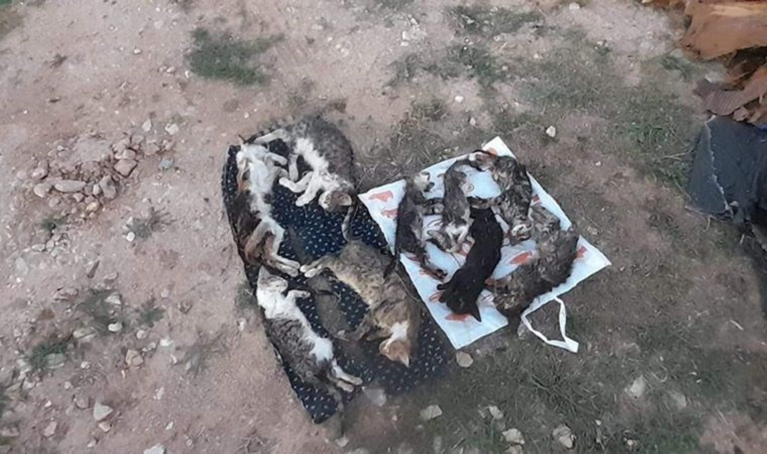 Kırklareli’nde barınakta 17 kedi ve köpek öldü: Adli ve idari soruşturma başlatıldı