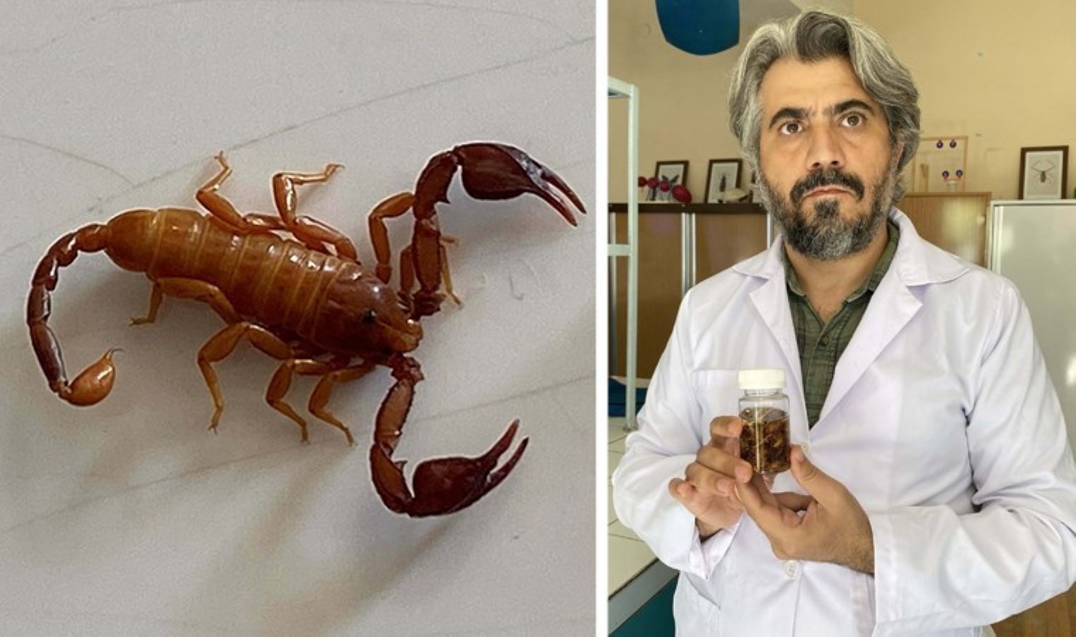 Konya’da yeni bir ‘akrep’ türü keşfedildi: Eşinin adını verdi
