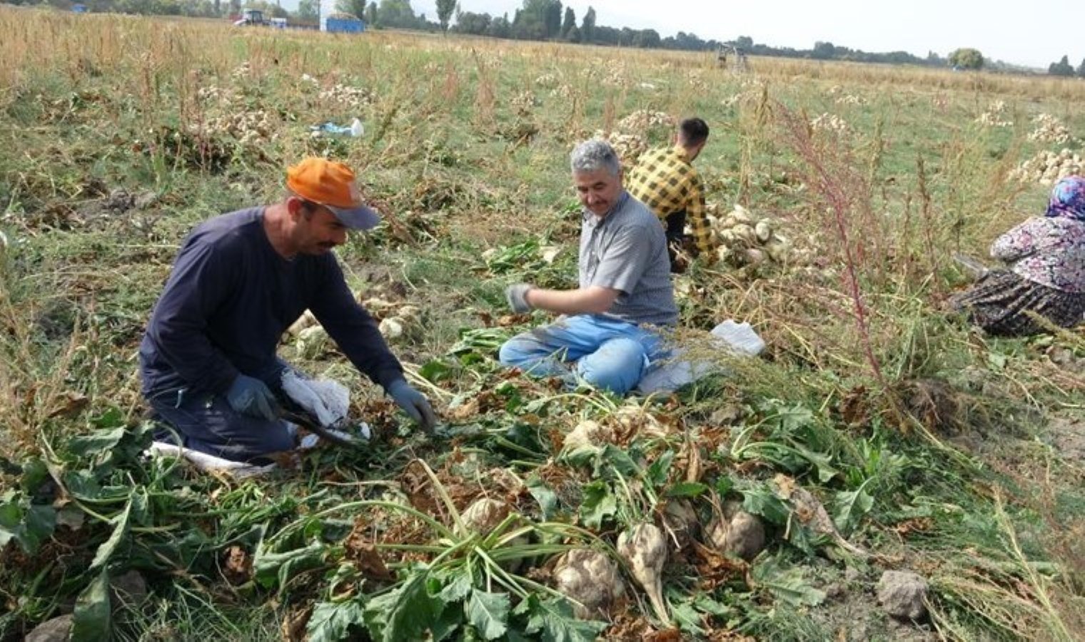 Kütahya’da hasat başladı: 1200 çiftçi tarafından üretiliyor…