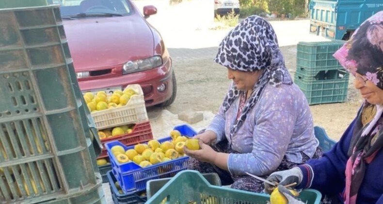 Manisa’da özel seralarda yetiştiriliyor! Kilosu 10 Euro’dan satılıyor…