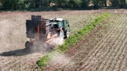 Mart ayında ekilmişlerdi hasat başladı: ‘Tüm ülkeye şeker olacak’