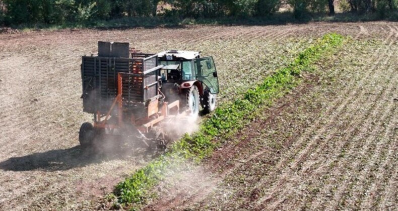 Mart ayında ekilmişlerdi hasat başladı: ‘Tüm ülkeye şeker olacak’