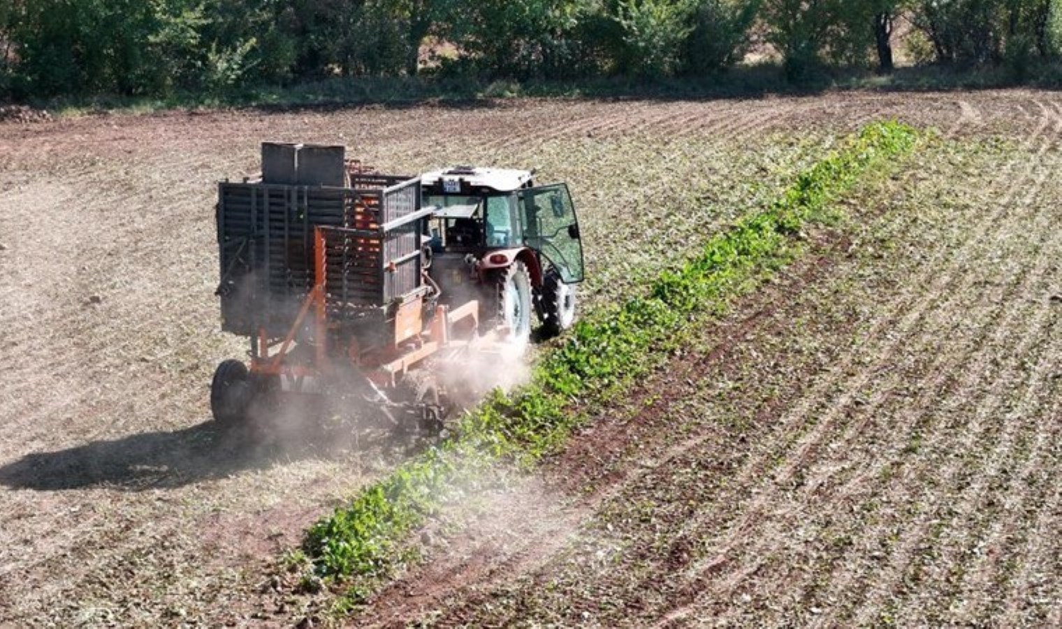 Mart ayında ekilmişlerdi hasat başladı: ‘Tüm ülkeye şeker olacak’