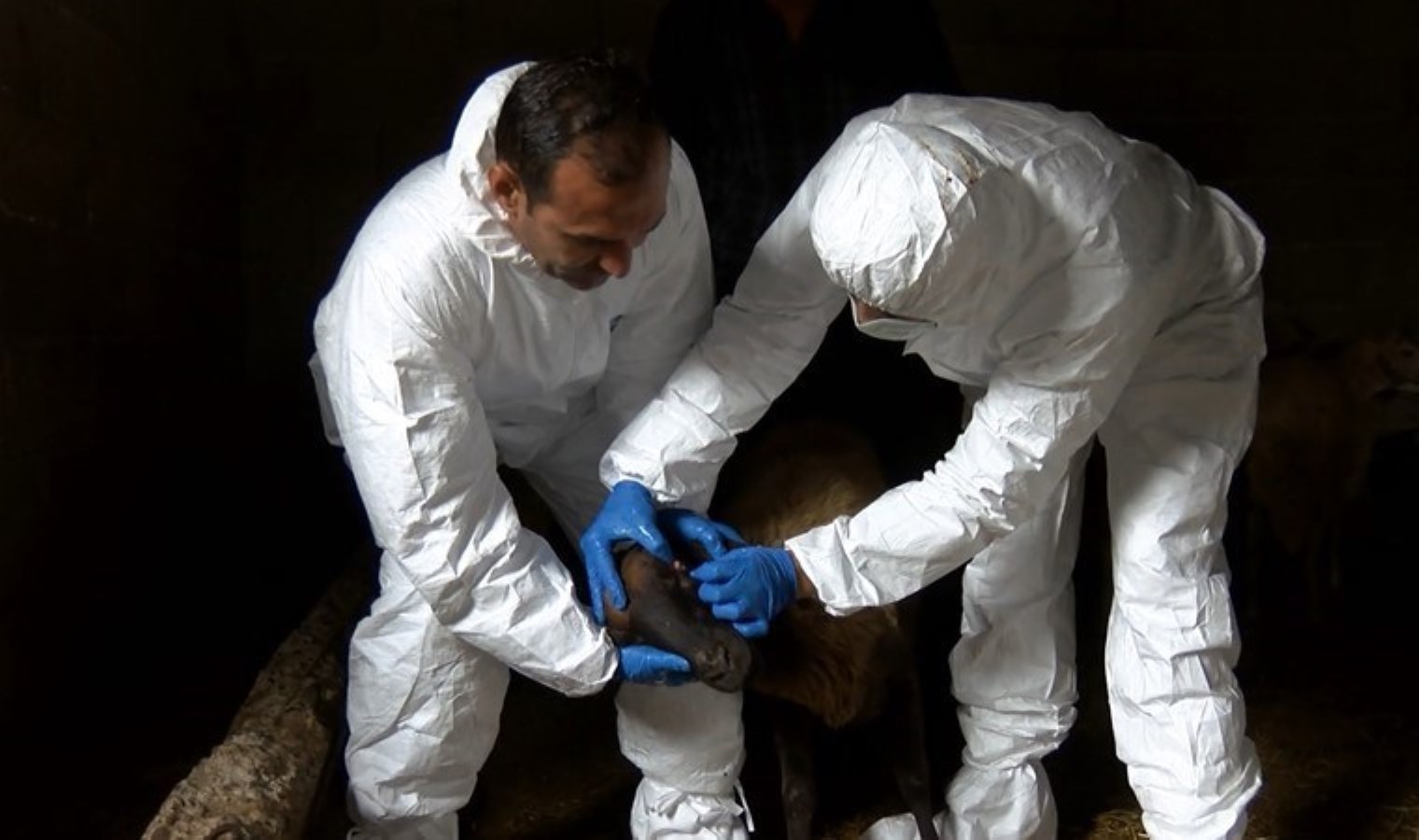 ‘Mavi dil’ hastalığı tespit edildi: Mahalle karantinada!