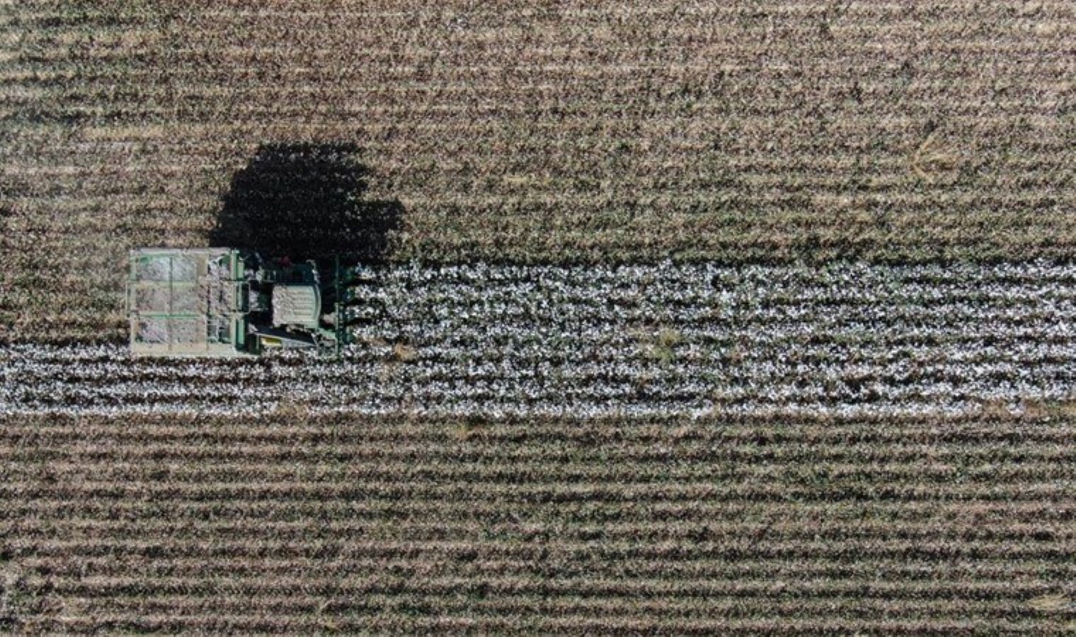 Menemen Ovası’nda ‘beyaz altın’ hasadı: Artık para etmiyor!