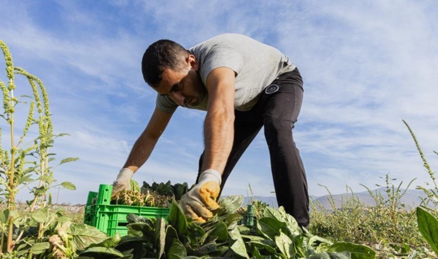 Menemen Ovası’nda hasat zamanı: Tarlada 20, markette 50 TL! Çiftçinin en önemli geçim kaynağı….