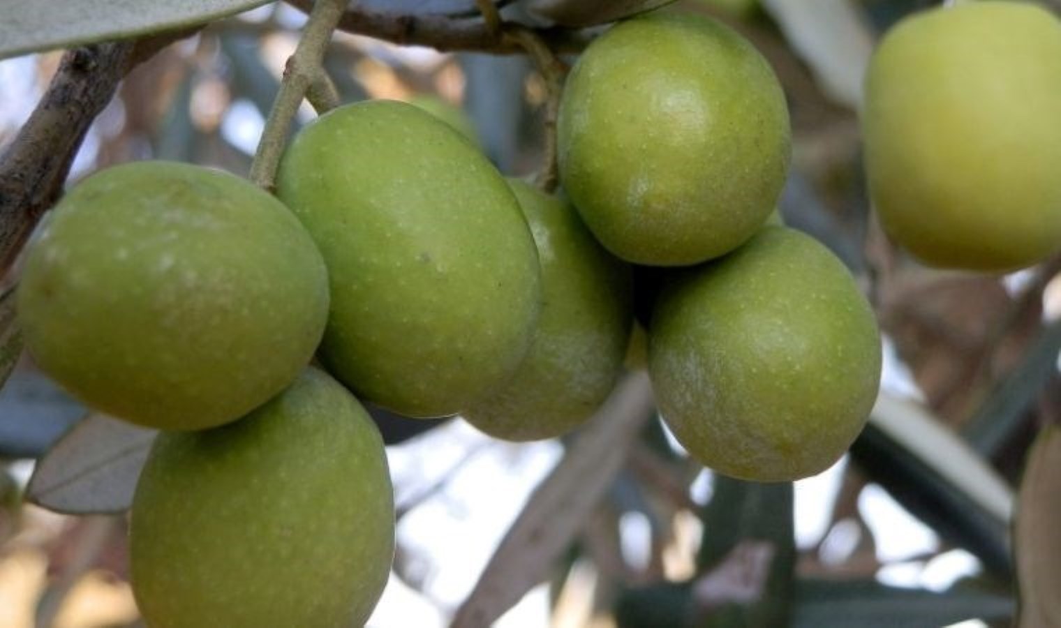 Mersin’de hasat başladı: Bin 300 yıllık ağaçtan toplanıyor