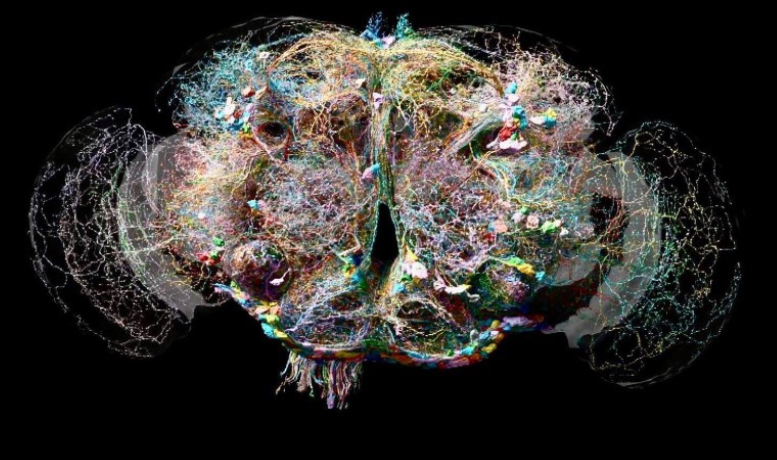 Meyve sineğinin beyni, insanlardaki düşünme sürecine ışık tutuyor