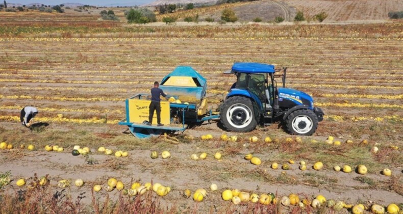 Nevşehir’de patatesin yerini kabak çekirdeği üretimi aldı