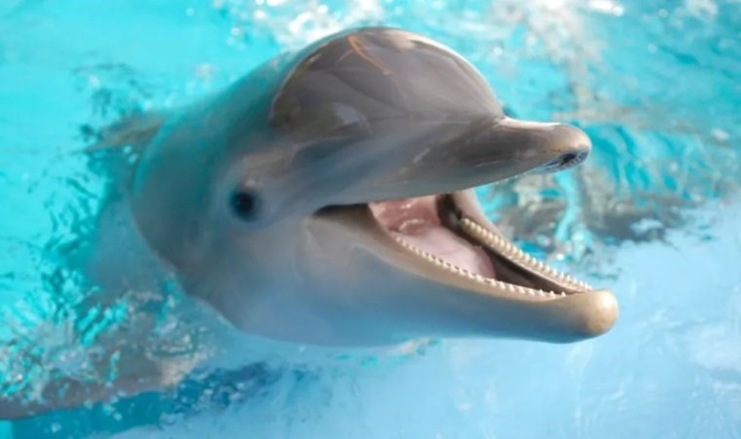 Oyun sırasında yapıyorlar… Yunuslar hakkında gülümseten keşif!