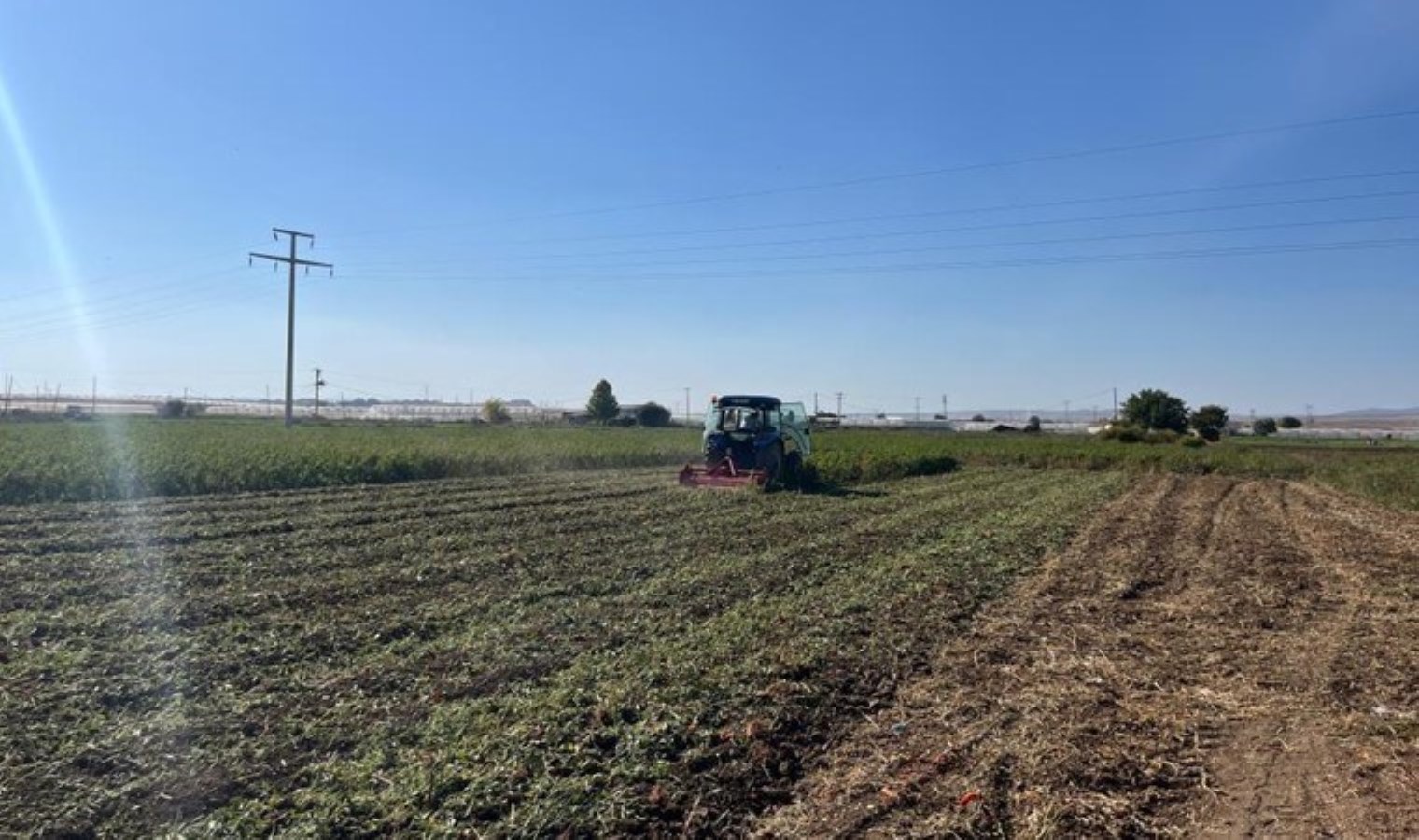 Pazarda 30 liraya satılıyor! 3 liraya alıcı bulamadı, ürünler tarlada kaldı