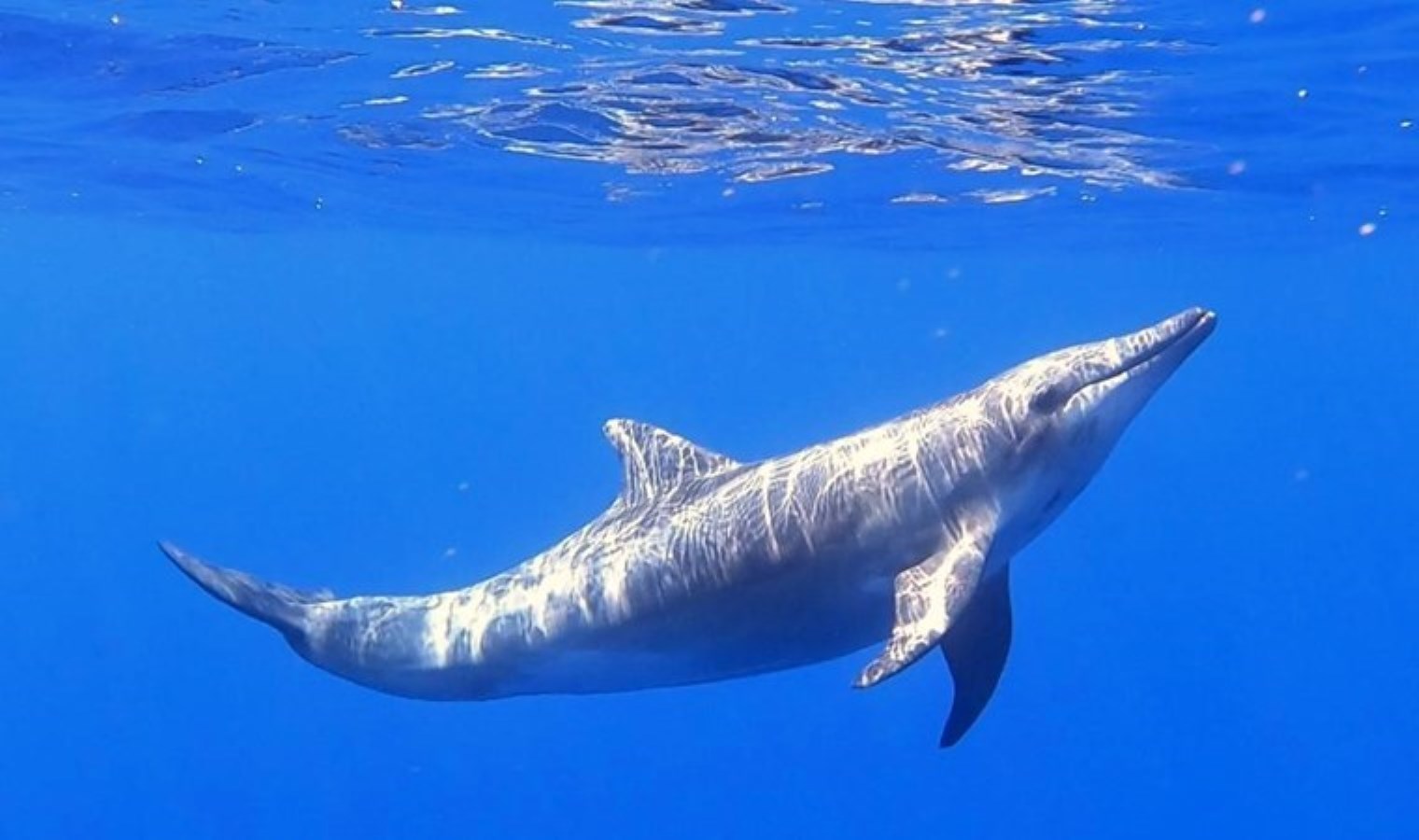Pürüz dişli yunus Türkiye’de ilk kez kaydedildi