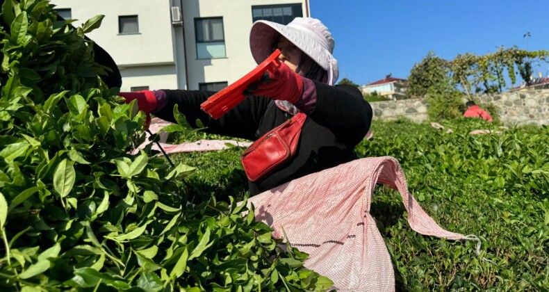 Rize’de çaya 4. sürgün geldi, üretici memnun